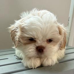 Louie - Cream and white male Shih Tzu puppy in Covington, Georgia from Top Hats 2  Shih Tzu’s
