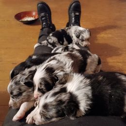 Australian Shepherd and Miniature Australian Shepherd Puppies from Double Moon
