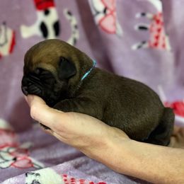 Lt Blue Collar - Fawn male Cane Corso puppy in Paris, Texas from Knucklehead Cane Corso