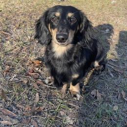 Prince - Dachshund