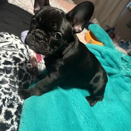 French Bulldog Puppies from Elkins Kennel