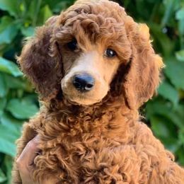 Poodles from Wine Country Reds