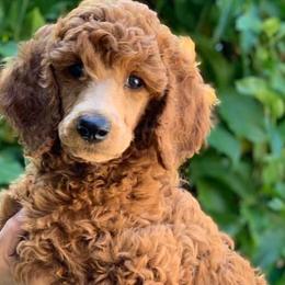Poodles from Wine Country Reds