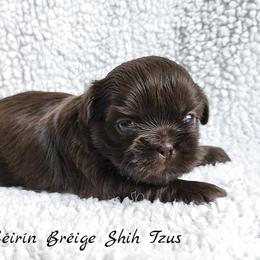 Shih Tzu Puppies from Beirin Breige Shih Tzus