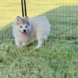 Reese's - Gray and white male Pomsky puppy in Mesa, Arizona from Platinum Pomskies