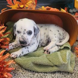 Acorn - White and black male Dalmatian puppy in Grant, Michigan from Savannah Woltanski