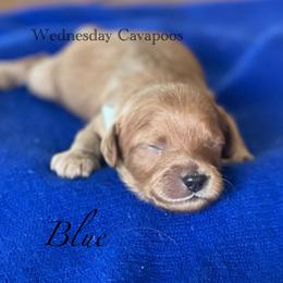 Blue - Red male Cavapoo puppy in Coal City, Indiana from Wednesday & Co