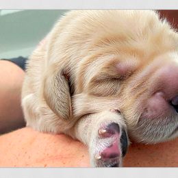 Golden Retriever Puppies from Novas Golden Puppies