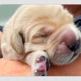 Golden Retriever Puppies from Novas Golden Puppies