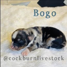 Bogo - Blue merle male Toy Australian Shepherd puppy in Gillette, Wyoming from Cockburn’s Toy and Mini Australian Shepherds