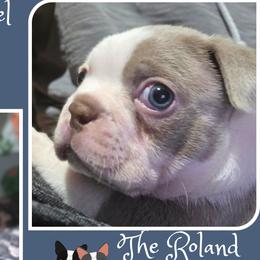 Boston Terrier Puppies from Lola & Milo's Pups-Boston Terrier -CKC