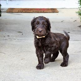 Australian Labradoodle Puppies from Prestige Australian Labradoodles