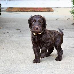 Australian Labradoodle Puppies from Prestige Australian Labradoodles
