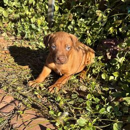 Candy - Lt whtn brn nose female Rhodesian Ridgeback puppy in Carney, Oklahoma from River Run Parson Russell terriers & River Run Ridgebacks