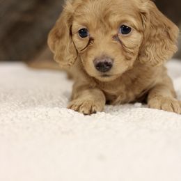 Xandra - Red female Dachshund puppy in Alto, Texas from Prima Dachshunds