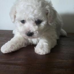 Brandy gray band - White male Bichon Frise puppy in Henryville, Indiana from Sweetwaterbichonfriseandpoodles.com