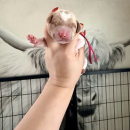 Candy Cane (Pink Band) - Parti female Labradoodle puppy in Plainfield, New Jersey from Caris Paws Poodles and Labradoodles