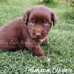 Crimson Clover - Red & white male Miniature Australian Shepherd puppy in Muskogee, Oklahoma from Tagalong Lane Australian shepherds
