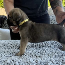 Cane Corso Puppies from PNW Cane Corsos