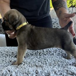 Cane Corso Puppies from PNW Cane Corsos