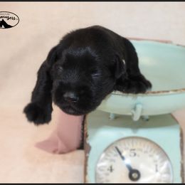 AKC 25032 - Black male Miniature Schnauzer puppy in Mount Airy, Georgia from Miniature Schnauzers GA, LLC