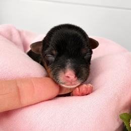 Sabrina - Parti female Yorkshire Terrier puppy in Jacksonville, Florida from Yorktown Yorkies