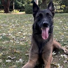 Belgian Malinois and German Shepherds from Abenteurer German Shepherds & Belgian Malinois