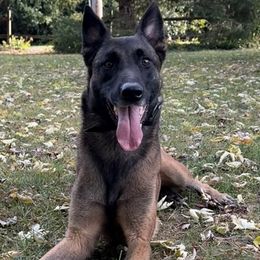 Belgian Malinois and German Shepherds from Abenteurer German Shepherds & Belgian Malinois