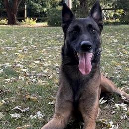 Belgian Malinois and German Shepherds from Abenteurer German Shepherds & Belgian Malinois