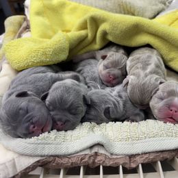 Girl 1 - Liver female French Bulldog puppy in Gerber, California from In The Zone Dog Training and Breeding