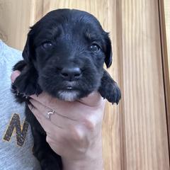 Girl 5 - female Golden Mountain Dog puppy in Wyoming from Great Basin BMD