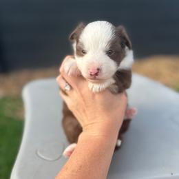 Dolly - Red tri female Miniature Australian Shepherd puppy in Queen Creek, Arizona from Arizona Aussies