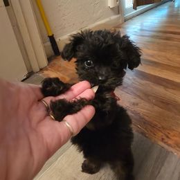 Cinder - Black female Cavapoo puppy in Auburn, California from Gold Country Doodles