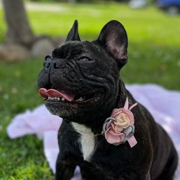 French Bulldogs from Victorian French Bulldogs