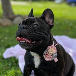 French Bulldogs from Victorian French Bulldogs