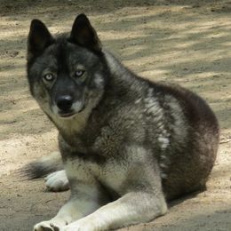 Faolan - Siberian Husky