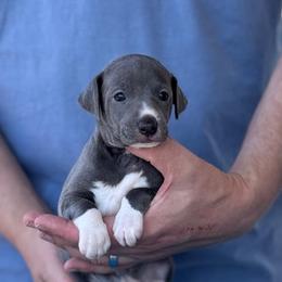 Boy 1 - Blue male Italian Greyhound puppy in Sugar Valley, Georgia from Pinnacle Farm and Kennel