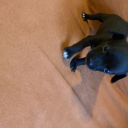 Chihuahua Puppies from Clements Exotics and Chihuahua