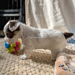 AKC 1st Born (Petite Parents) - Tan and white female Yorkshire Terrier puppy in Greencastle, Indiana from Tiny Tushy Lodge