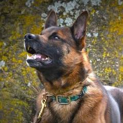 Bacchus - Belgian Malinois