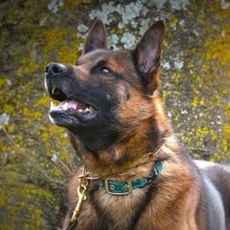 Bacchus - Belgian Malinois