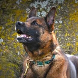 Bacchus - Belgian Malinois