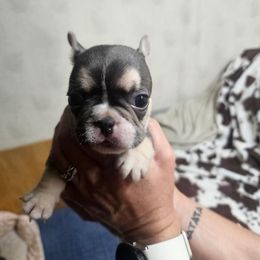 Theodore - Tricolors male French Bulldog puppy in Yellowstone County, Montana from JNS Frenchies