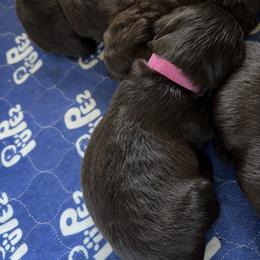 Girl 1 - Chocolate female Boykin Spaniel puppy in Victoria, Minnesota from Northern Flight Boykins