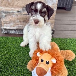 Tess - Parti female Miniature Schnauzer puppy in Canyon Lake, Texas from Chambers Schnauzers
