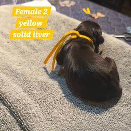 Yellow 2 - Liver female German Shorthaired Pointer puppy in Dahlonega, Georgia from Pointer Mountain Bird Dogs