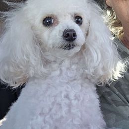 Daisy - Poodle