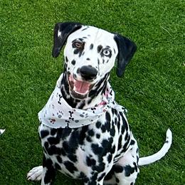Doris - Dalmatian