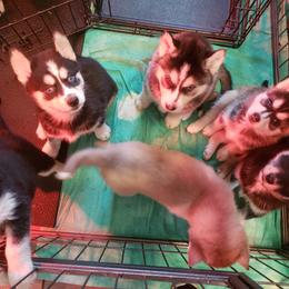 Pomsky Puppies from Bluebonnet Pomskies