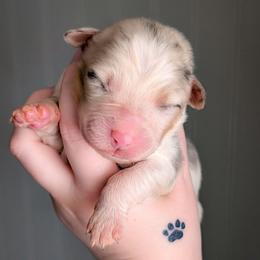 Cosmo - Blue merle male Australian Shepherd puppy in Georgetown, Texas from River Reign Australian Shepherds